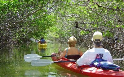 Key West Mangrove Kayak Eco Tour (2026 Review & Booking Guide)