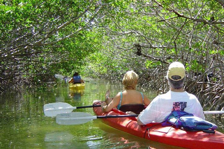 Key West Mangrove Kayak Eco Tour (2026 Review & Booking Guide) 1 Key West Mangrove Kayak Eco Tour in Key West