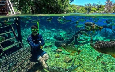 Best Things to Do in Bonito (2026): Top-Rated Tours & Experiences