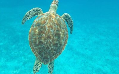 Best Tours & Experiences in Caye Caulker, Belize