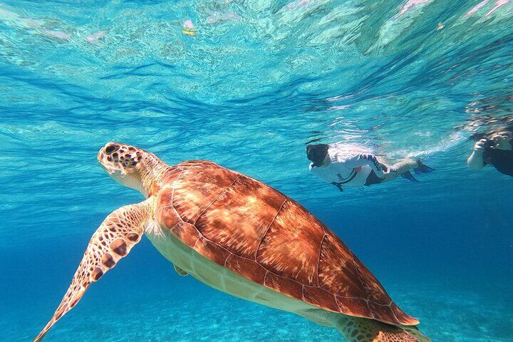 Best Tours & Experiences in Cozumel 14 4 Hour Cozumel Turtle Sanctuary Experience on a Luxury Catamarán