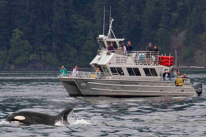 Best Tours & Experiences in San Juan Islands 13 Anchorets Whale Watching - San Juan Islands