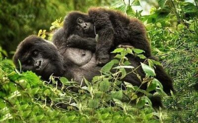 Best Tours & Experiences in Volcanoes National Park, Rwanda