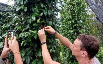 Best Tours & Experiences in Kampot