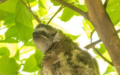 San Jose Walking Nature Tour: Sloths, Birds and Trees (2026 Review & Booking Guide)