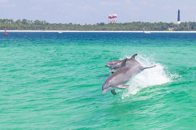 ペンサコーラのおすすめツアー&体験 18 Dolphin Cruise Adventure in Pensacola Beach - Pensacola Florida