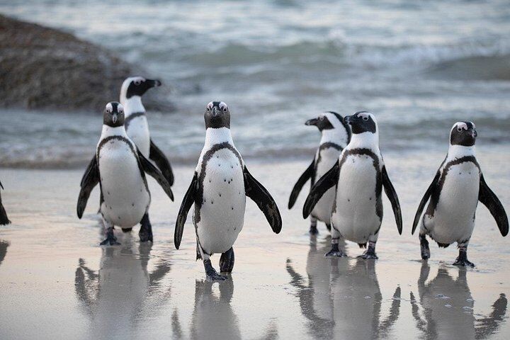 Private vs Small Group Tours in Cape Town: Which Should You Book? (2026) 18 Half Day Boulders Penguins and Cape Point Small Group Tour