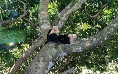Manuel Antonio National Park Sightseeing and Wildlife (2026 Review & Booking Guide)