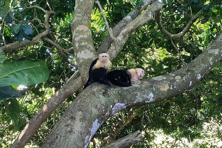 Manuel Antonio National Park Sightseeing and Wildlife (2026 Review & Booking Guide) 1 Manuel Antonio National Park Sightseeing and Wildlife in San Jose