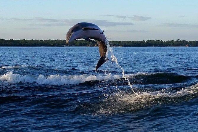 Alabama Gulf Coast Dolphin Cruise - Mobile Alabama