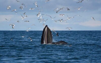 The Original Classic Whale Watching from Reykjavik (2026 Review & Booking Guide)
