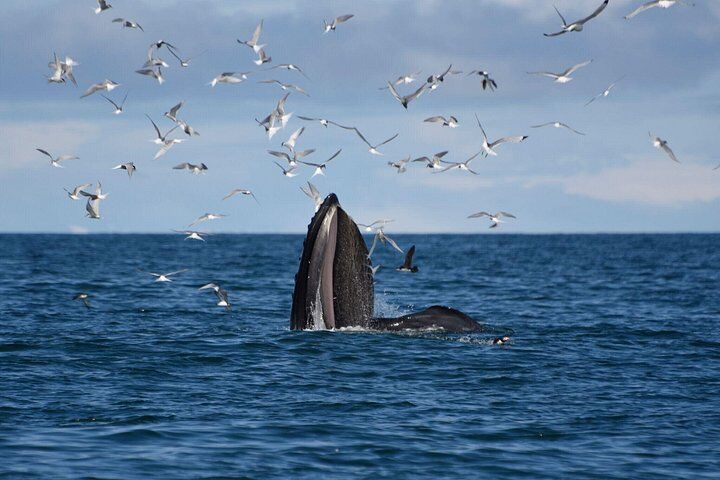 Blue Lagoon Iceland Tickets Compared: Comfort vs Premium vs Retreat (2026) 18 The Original Classic Whale Watching from Reykjavik