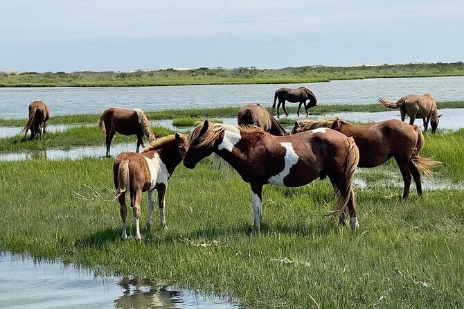 OC Bay Hopper Assateague Island Cruise - Ocean City Maryland