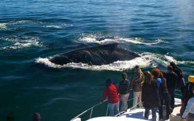 Best Tours & Experiences in Hermanus