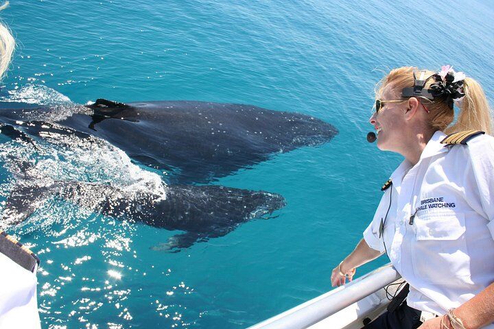 Brisbane - Brisbane Whale Watching Cruise