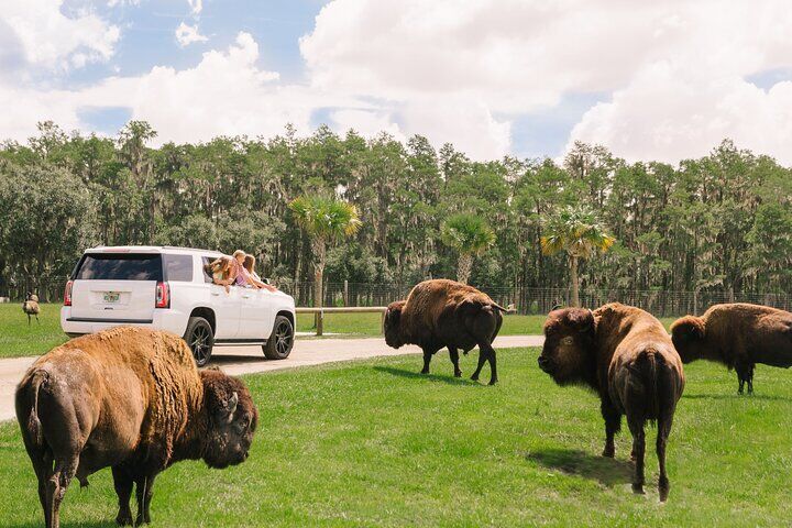 Orlando Travel Guide: Best Tours, Sights and How to Plan Your Trip 6 Wild Florida Drive-Thru Safari and Gator Park Admission