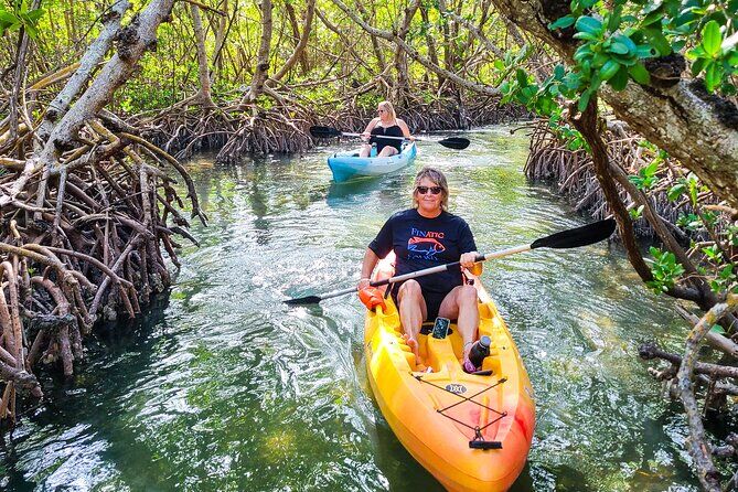 Kayak Tour Through Mangrove Tunnels - Sarasota Florida