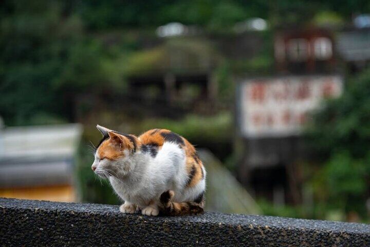 Jiufen Travel Guide: Best Tours, Sights and How to Plan Your Trip 12 Jiufen, Shifen and Houtong Cat Village Private Tour