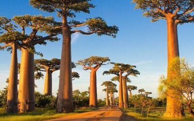 Best Tours & Experiences in Morondava, Madagascar