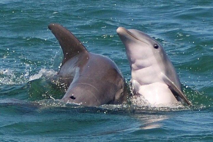 Shark and Wildlife Viewing Adventure in Key West (2026 Review & Booking Guide) 1 Shark and Wildlife Viewing Adventure in Key West in Key West