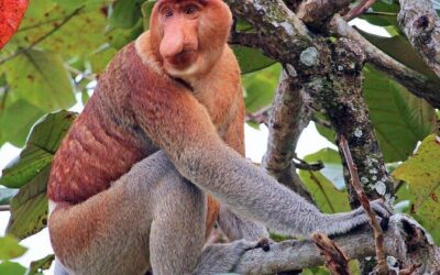 Best Tours & Experiences in Kota Kinabalu