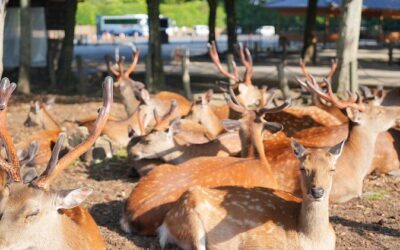 Best Tours & Experiences in Nara