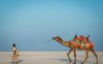Best Tours & Experiences in Rann of Kutch