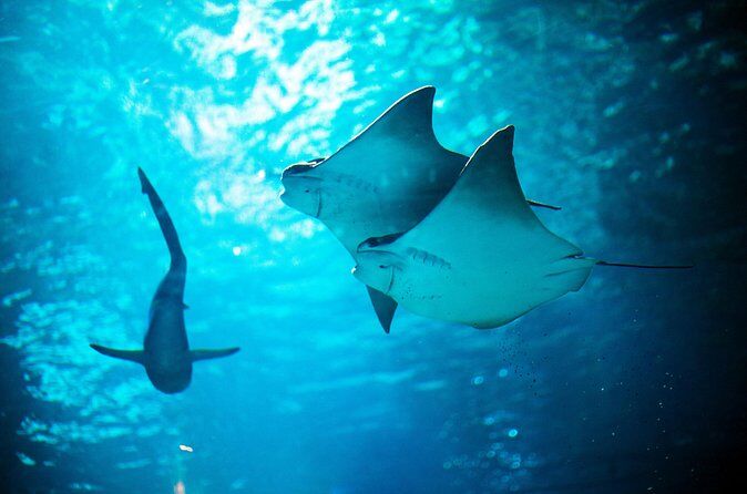 Meilleurs tours et expériences à Detroit Michigan 18 SEA LIFE Michigan Aquarium - Detroit Michigan