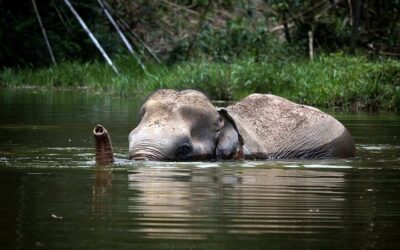 A Morning with the Elephants at Phuket Elephant Sanctuary (2026 Review & Booking Guide)