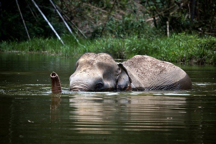 A Morning with the Elephants at Phuket Elephant Sanctuary in Phuket