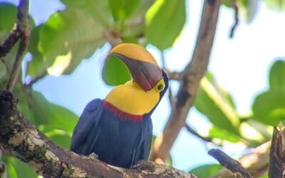 Best Tours & Experiences in Cahuita