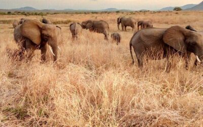 Best Tours & Experiences in Iringa Region, Tanzania