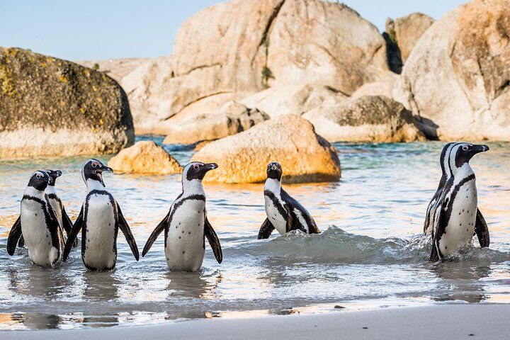 How to Get Around Cape Town: Public Transport & Walkability Guide (2026) 8 Private Tour: Cape of Good Hope and Cape Point from Cape Town