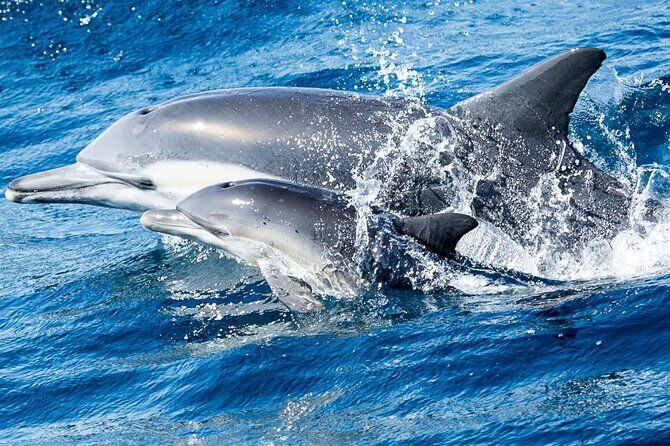 Newport Beach Whale and Dolphin Watching Cruise - Newport Beach California