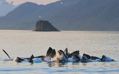 Best Time to Visit Juneau (2026): Month-by-Month Guide
