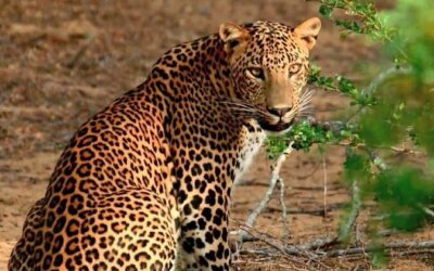 Best Tours & Experiences in Galle