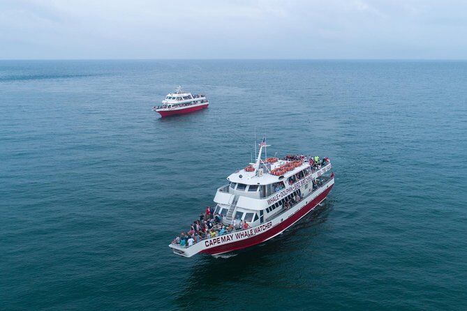Mejores tours y experiencias en Cape May New Jersey 19 Whale and Dolphin Watching Cruise from Cape May - Cape May New Jersey