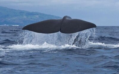 Best Tours & Experiences in Pico Island, Azores