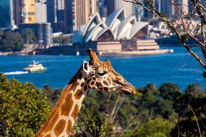 Sydney City Pass: Go City Explorer vs Merlin Big Ticket vs Individual Tickets — Worth It? (2026) 16 Sydney Taronga Zoo General Entry Ticket