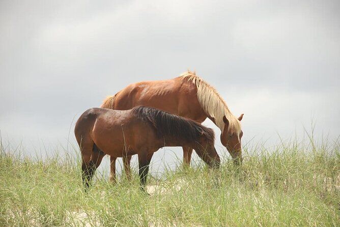 Os melhores passeios e experiências em Outer Banks 17 Hour Guided Outer Banks Wild Horse Tour