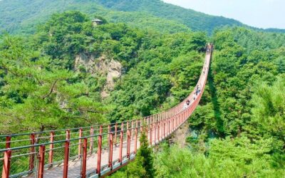 2026 Travelers’ Choice Best of the Best: DMZ Tour from Seoul (2026 Review & Booking Guide)