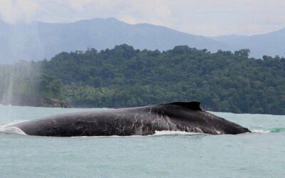 Best Tours & Experiences in Manuel Antonio