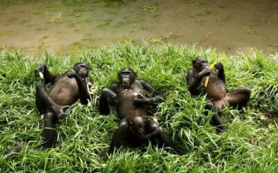 Best Tours & Experiences in Kinshasa