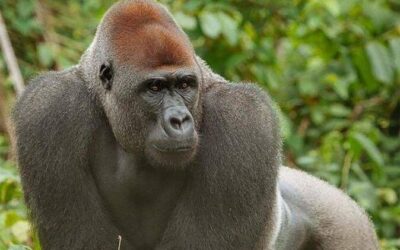 Best Tours & Experiences in Yaounde