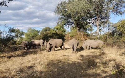 Best Tours & Experiences in Livingstone