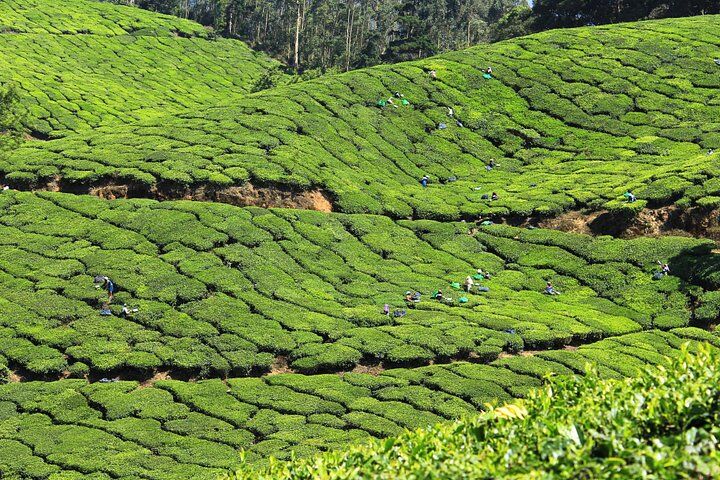 Best of Kerala 7 Days Private Tour from Cochin with Munnar ,Thekkady & Houseboat