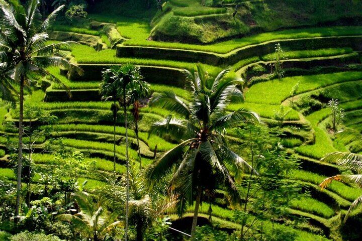 Bali Highlights and Ubud Volcano Tour with Lunch (2026 Review & Booking Guide) 1 Bali Highlights and Ubud Volcano Tour with Lunch in Seminyak