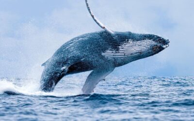 Maui Whale Watching Tour Aboard the Quicksilver From Maalaea (2026 Review & Booking Guide)