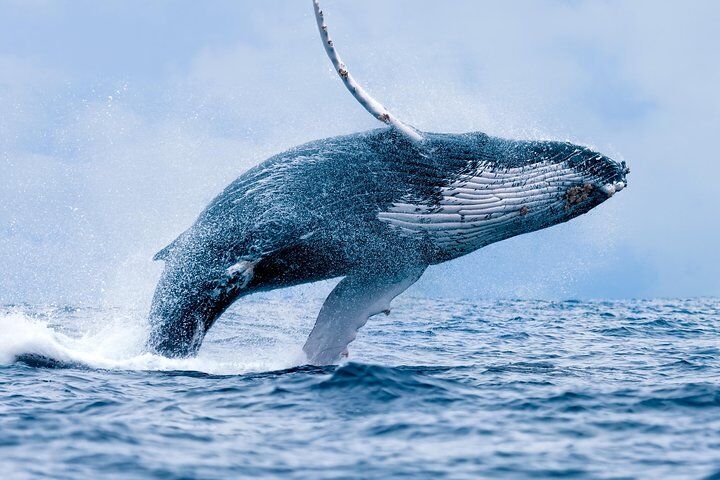 Maui Whale Watching Tour Aboard the Quicksilver From Maalaea in Maui