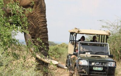 Best Tours & Experiences in Kruger National Park, South Africa